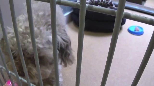 Please Help Rescue Choco 2 yr. Maltipoo Mix! смотреть онлайн
