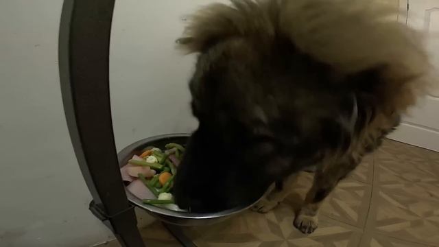 КАК ТАКОЕ ВОЗМОЖНО ?! ЧЕМ КОРМЛЮ КАВКАЗСКУЮ ОВЧАРКУ ? КОРМ ЖИВОТНЫМ ТОЖЕ ПРИВЕЗ ! смотреть онлайн