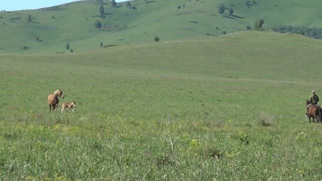 Жеребец Ятаган прибавление смотреть онлайн