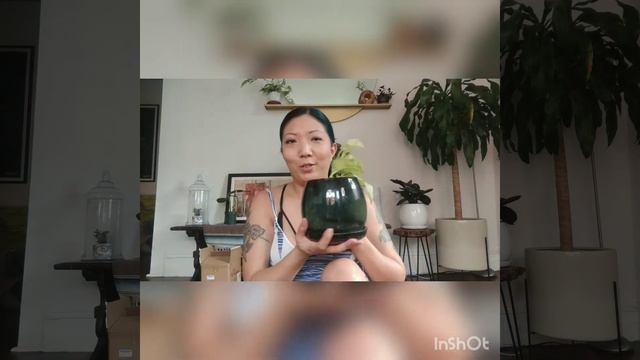 Pandemic Plant Buying Spree - Unboxing Part 5 (plus pothos and moisture meter talk) смотреть онлайн