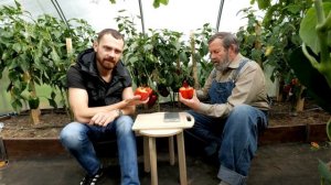 ПЕРЕЦ СЛАДКИЙ ЛИВАДИЯ F1 супер урожайный, очень толстые стенки, идеален для любых условий