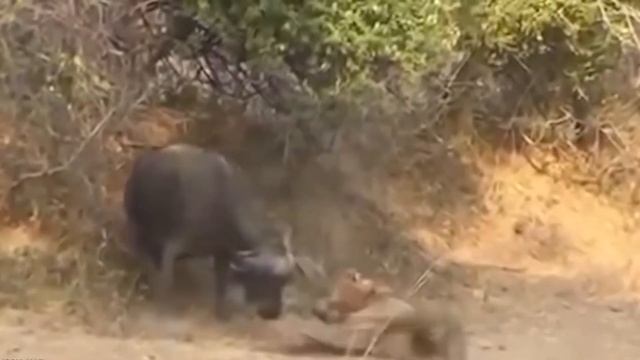 10 Самых Безумных Битв Животных, снятых на камеру смотреть онлайн