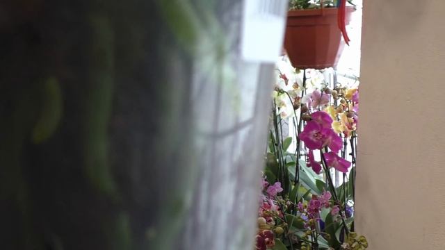 ОРХИДЕИ БАЛДЕЖНЫЕ! ХОЧУ ВСЁ! Качество, разнообразие сортов. смотреть онлайн