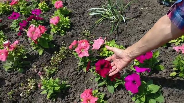 КЛУМБА ИЗ ПЕТУНИЙ. Петуния Мамбо и Суперкаскадная