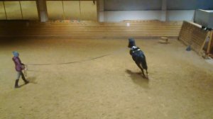 рысь и галоп