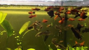 Самый лучший корм для аквариумных рыбок. Цена - качество. Кормим. Тестим