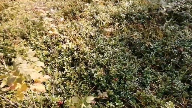 Сбор Брусники, работа Кобры по соболю. смотреть онлайн