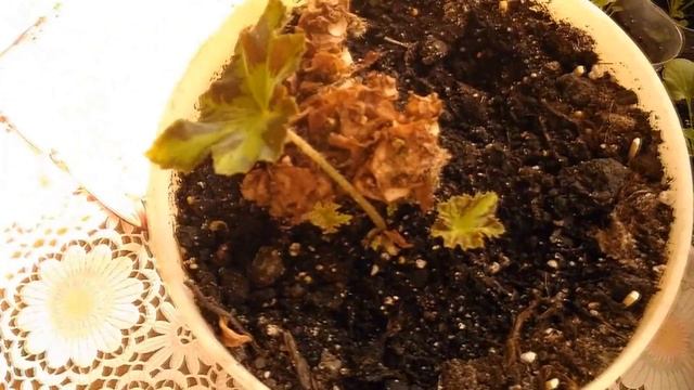 Спасаю бегонию Мэсона. Обзор рассады. смотреть онлайн