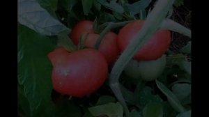 Обзор сорта помидора «Малиновый гигант» (характеристики, свойства, фото)