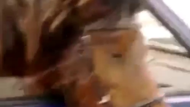 прикольная подборка животных со смешной озвучкой смотреть онлайн