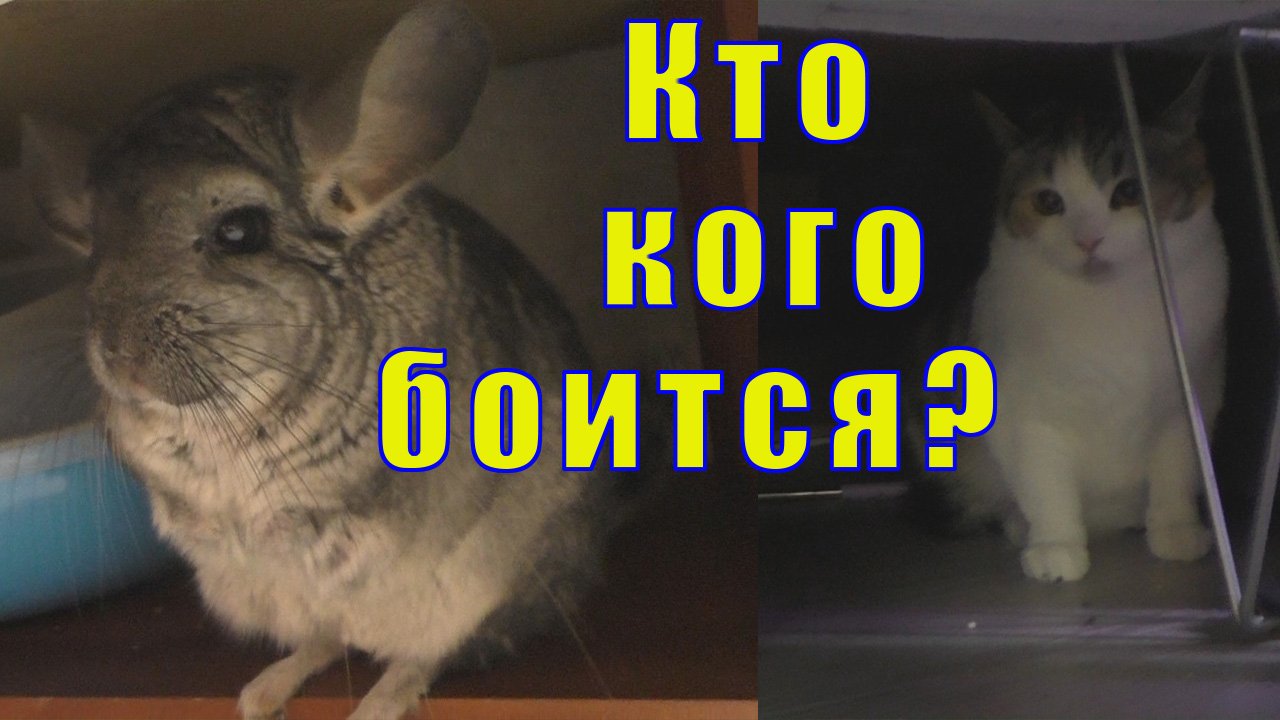 ДВЕ КОШКИ И ДВЕ ШИНШИЛЛЫ/ КТО КОГО БОИТСЯ?