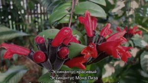 Эсхинантус — уход в домашних условиях и размножение