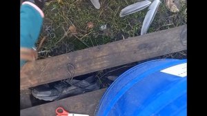 Обрезаем крылья индоутке. Как правильно обрезать крыло, что бы утка не летала?