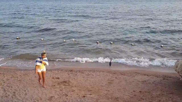 Sharm El Sheikh Grand Oasis Hotel Египет Красное море птичка на пляже смотреть онлайн