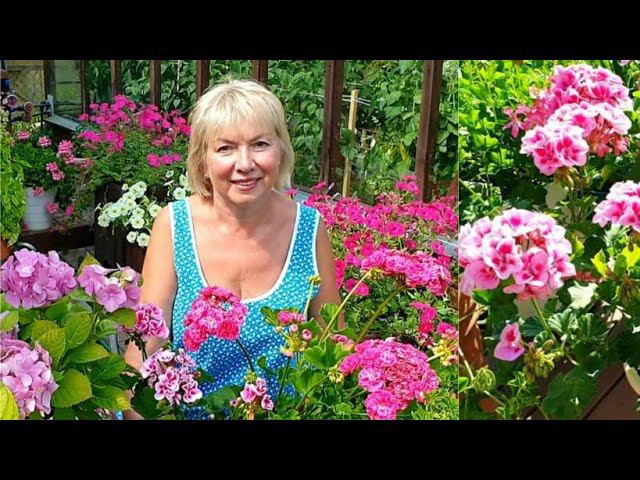 ЦВЕТЫ на даче. СЕКРЕТ ПЫШНОГО ЦВЕТЕНИЯ ГЕРАНИ Обзор сада в июле. смотреть онлайн