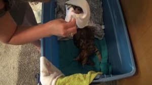 Роды бенгальской кошки. Подготовка к родам.  Остановка родовой деятельности.