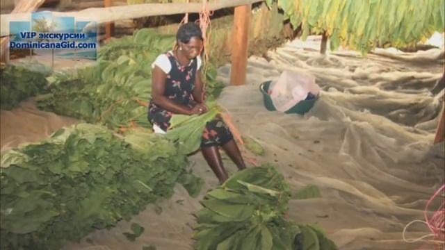 Сигарная фабрика в Пуэрто Плате, Доминикана смотреть онлайн