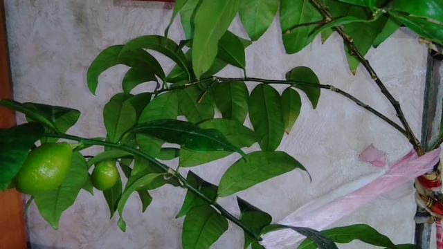 Лимоннела. Первый небольшой урожай. смотреть онлайн