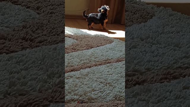 Заводная игрушка Локки, йорк мини, 3 месяца смотреть онлайн