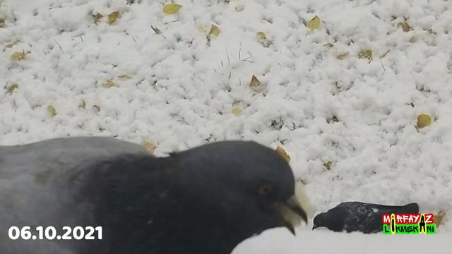 ВЫПАЛ ПЕРВЫЙ СНЕГ, ГОЛУБЯМ НЕЧЕГО ЕСТЬ. ДАВАЙ НАКОРМИМ ИХ 🕊🕊🕊 смотреть онлайн