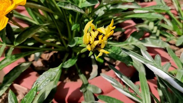 Gazania plant || Best flowering plant || Caring Tips смотреть онлайн