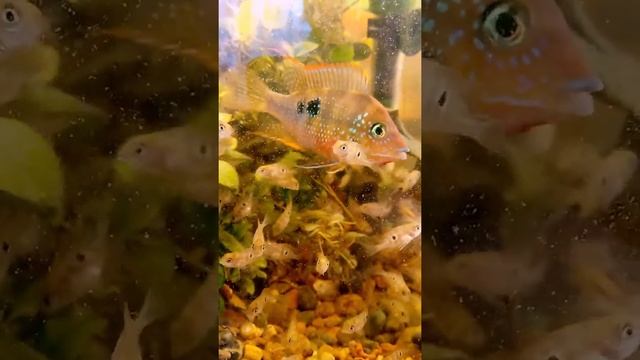 Цихлазома Элиота (Thorichthys maculipinnis, ранее – Thorichthys ellioti) смотреть онлайн