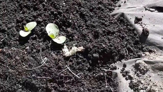 Тыква в тёплой грядке.Уход на начальном этапе. смотреть онлайн