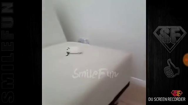 Смешные коты и совет от барсика