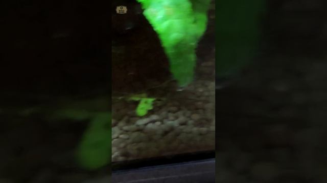 Crystal Red Shrimp and Espei Rasbora смотреть онлайн