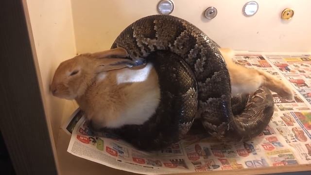 Snake eating a huge rabbit (GRAPHIC VIDEO) смотреть онлайн