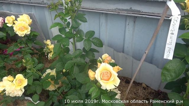 Обзор розы Ханзештадт Росток (Флорибунда) - Hansestadt Rostock.(Jürgen Evers Германия, 2010)