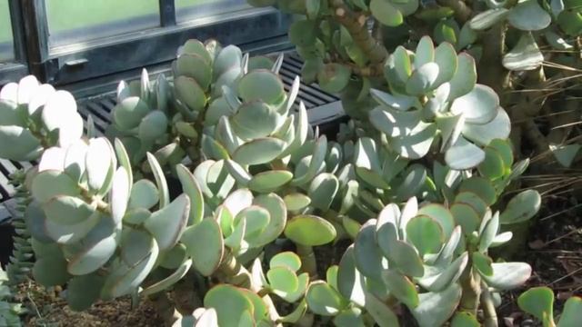 Распространённые виды и сорта Толстянок ! Разновидности Денежного Дерева! смотреть онлайн