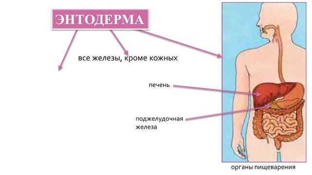 Биология 9 класс. Индивидуальное развитие смотреть онлайн