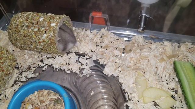 ЧИСТЫЙ ДОМ ЗАЛОГ ЗДОРОВЬЯ смотреть онлайн