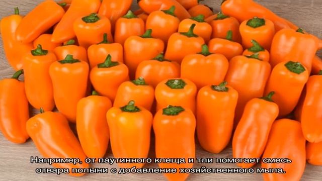 Выращиваем на грядках болгарский сладкий перец Оранжевое чудо смотреть онлайн