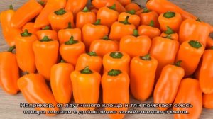 Выращиваем на грядках болгарский сладкий перец Оранжевое чудо
