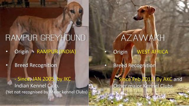 Indian Rampur Greyhound Vs African Azawakh смотреть онлайн