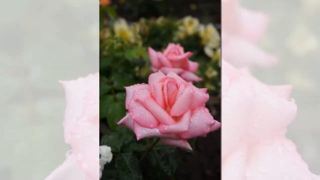 Wedding Bells Rose смотреть онлайн