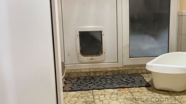 ЕНОТ ПРОБРАЛСЯ НА КУХНЮ И УКРАЛ КОРОЛЕВСКИЕ КРЕВЕТКИ смотреть онлайн