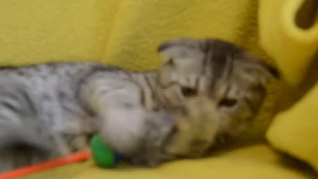 Котята для Вас! Предлагаем: Котята вислоухие пятнистого окраса. смотреть онлайн