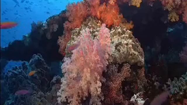 Sacred Chants For Stress Relief - Vaidhyanathashtakam