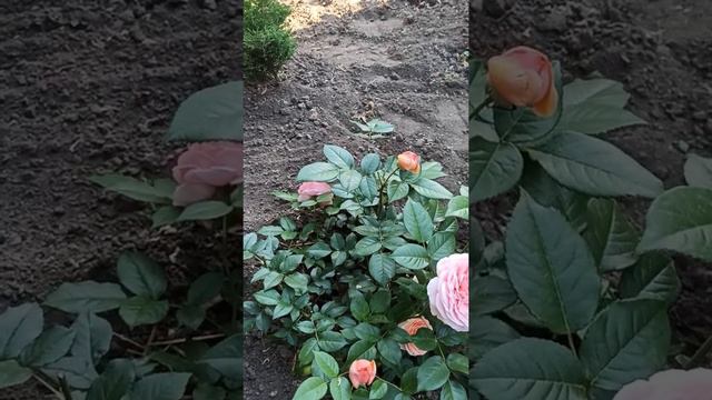 My little rose Chippendale/моя маленька троянда Чіппендейл смотреть онлайн