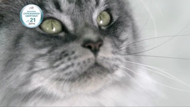 (2016) Purina ONE (корм для кошек) - Любуйтесь отражением здоровья уже через 21 день смотреть онлайн