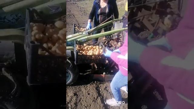 Посадка картофеля 2021 мотоблоком Zubr с помощью самодельной сажалки смотреть онлайн