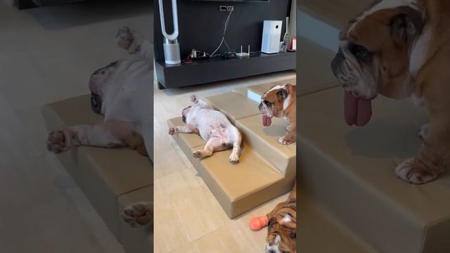 English BullDogs 🐶 Funny and Cute English Bulldog Doing Funny Things смотреть онлайн