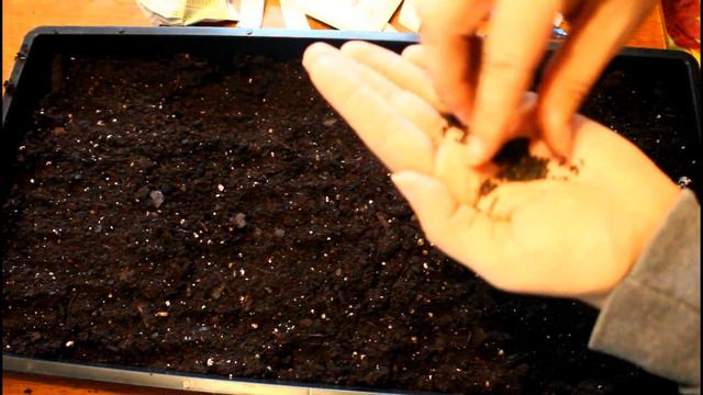 Sowing Love in a Mist Nigella Seeds Growing Flowers from Seed Gardening Beginners Cut Flower Farm смотреть онлайн