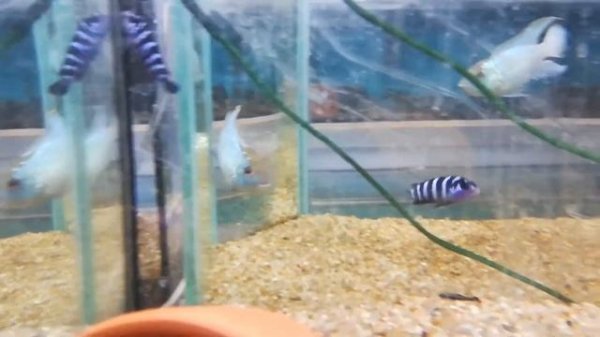 Псевдотрофеус Демасони(Pseudotropheus demasoni)