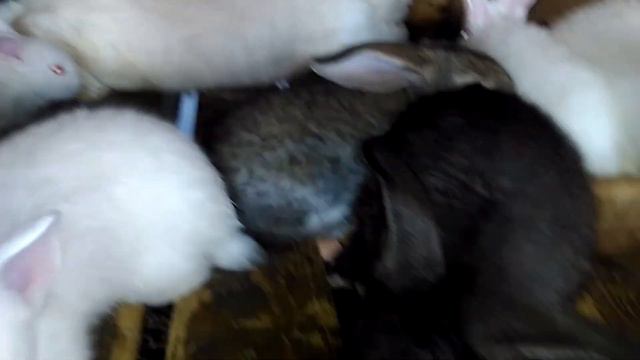 Кролики.Как принимать окоты в жару.Подготовить маточник в жару. смотреть онлайн
