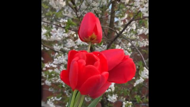 Sonnet 116 (Maria Sutyagina) смотреть онлайн