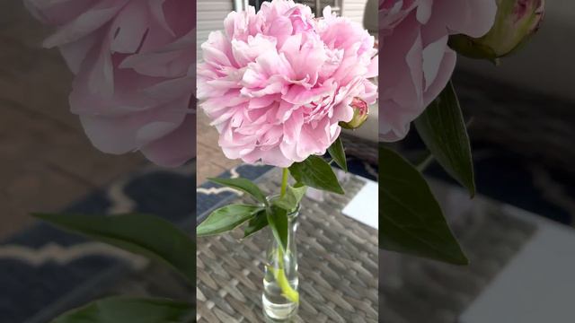 Beautiful Peony Bloom! #peonies #gardening смотреть онлайн